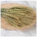 50/100Pcs Real Wheat Ear Natural Dried Bunny Tail Grass Boho Dried Flowers Wedding Party Decor Home DIY Craft Bouquet Decoration