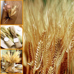50/100Pcs Real Wheat Ear Natural Dried Bunny Tail Grass Boho Dried Flowers Wedding Party Decor Home DIY Craft Bouquet Decoration